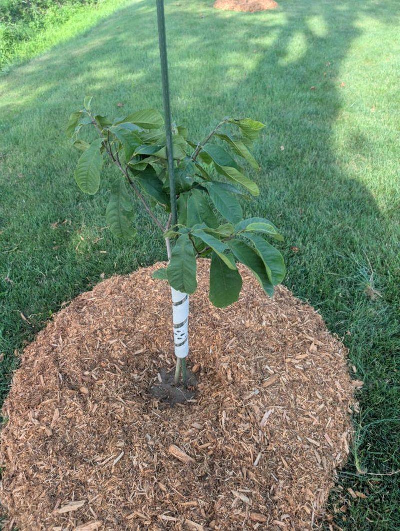 Mulch To Protect Roots