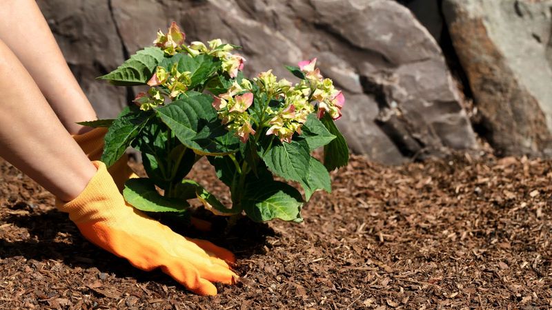 Improve Soil With Organic Matter