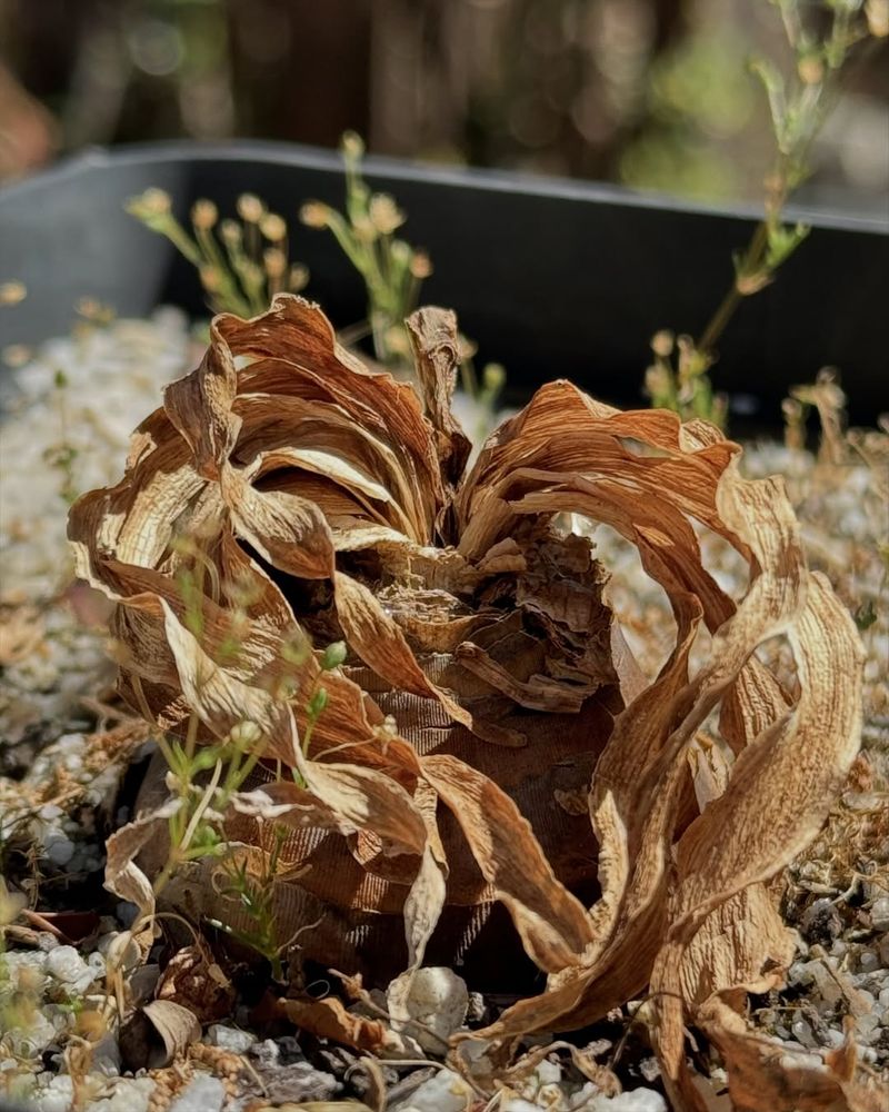 Adjust Watering When Bulbs Go Dormant