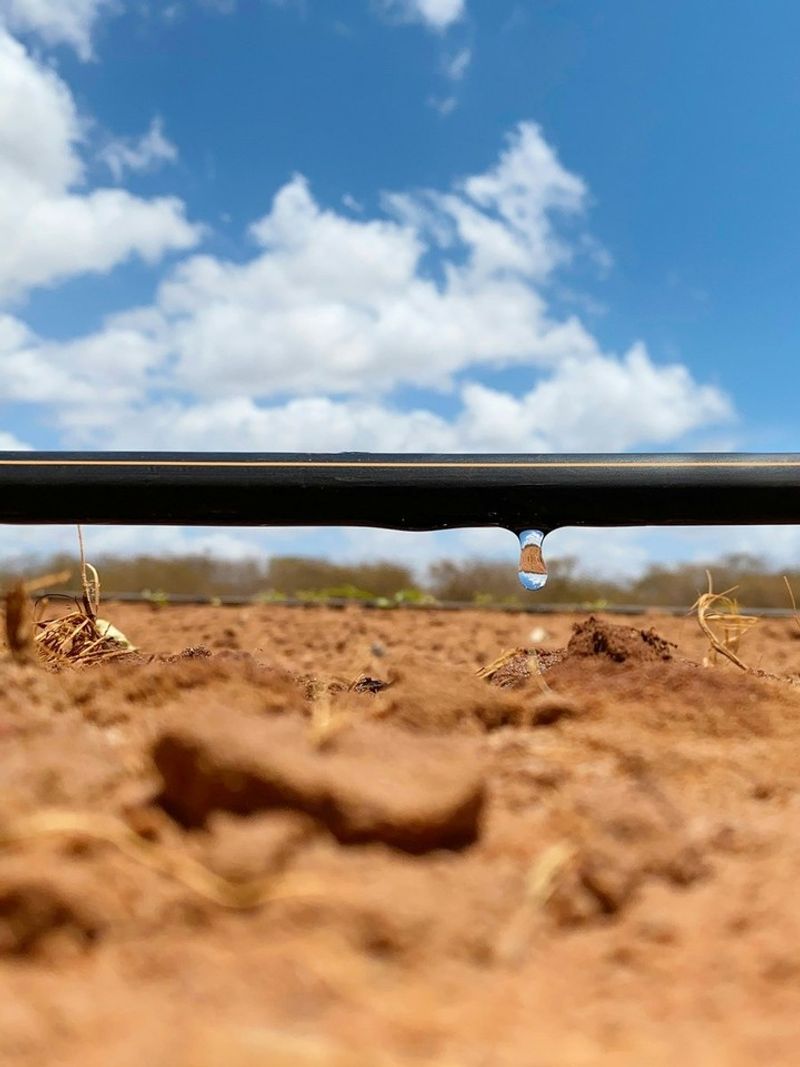 Install Drip Irrigation For Targeted Water Use