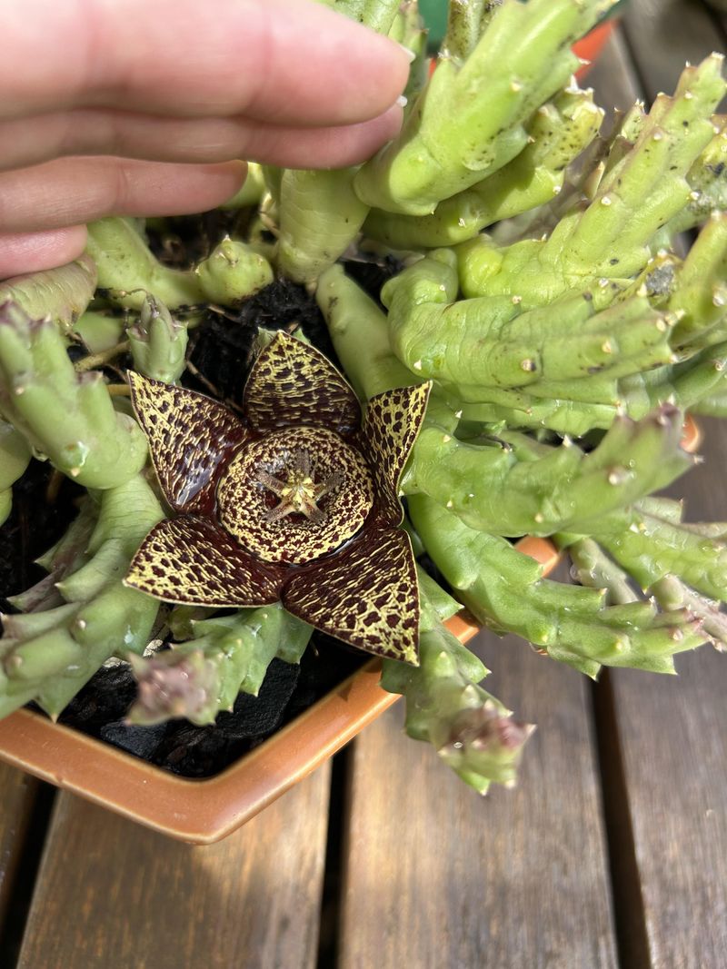 Keep Roots Slightly Root Bound