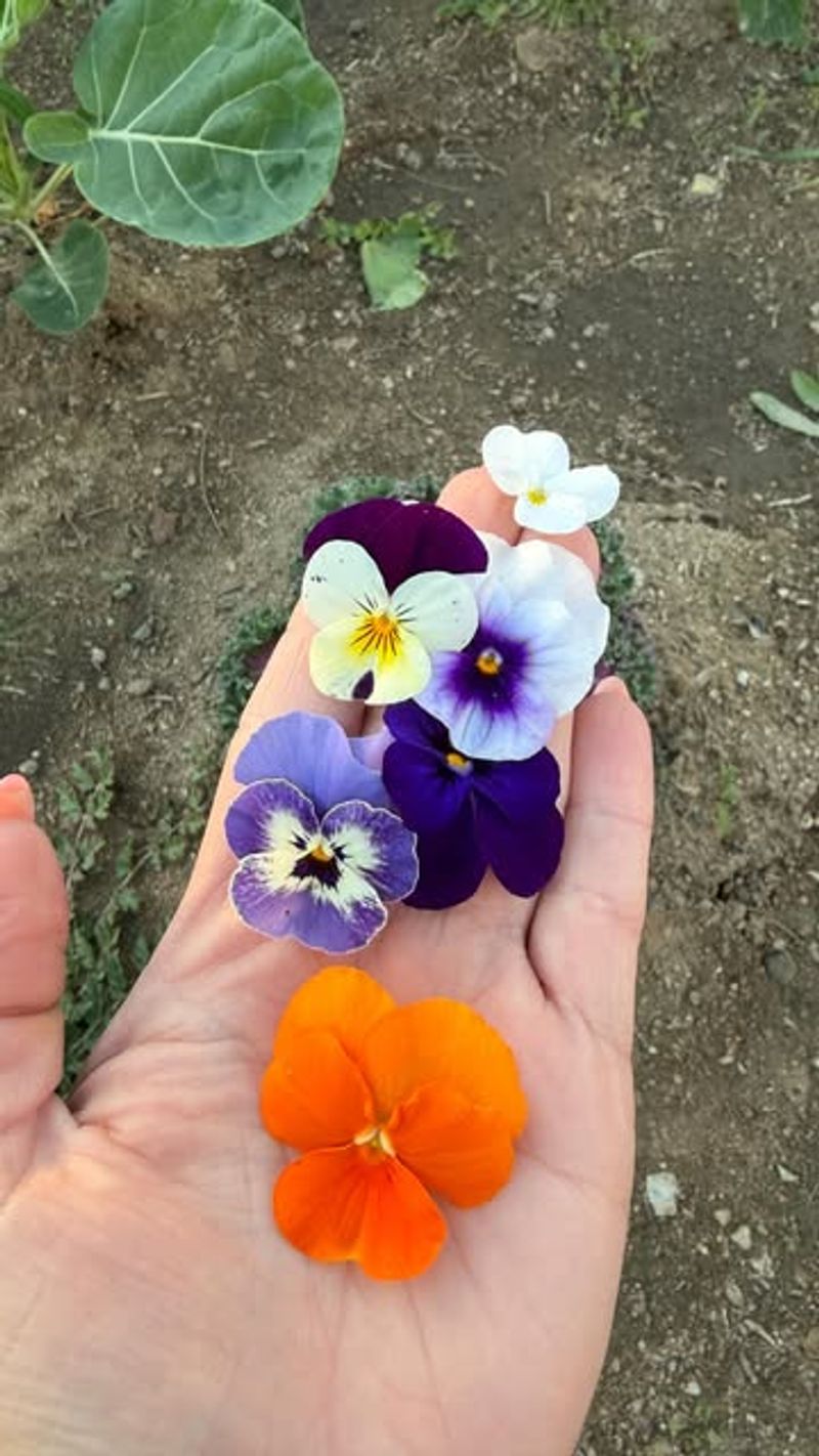 Deadhead Spent Flowers Regularly