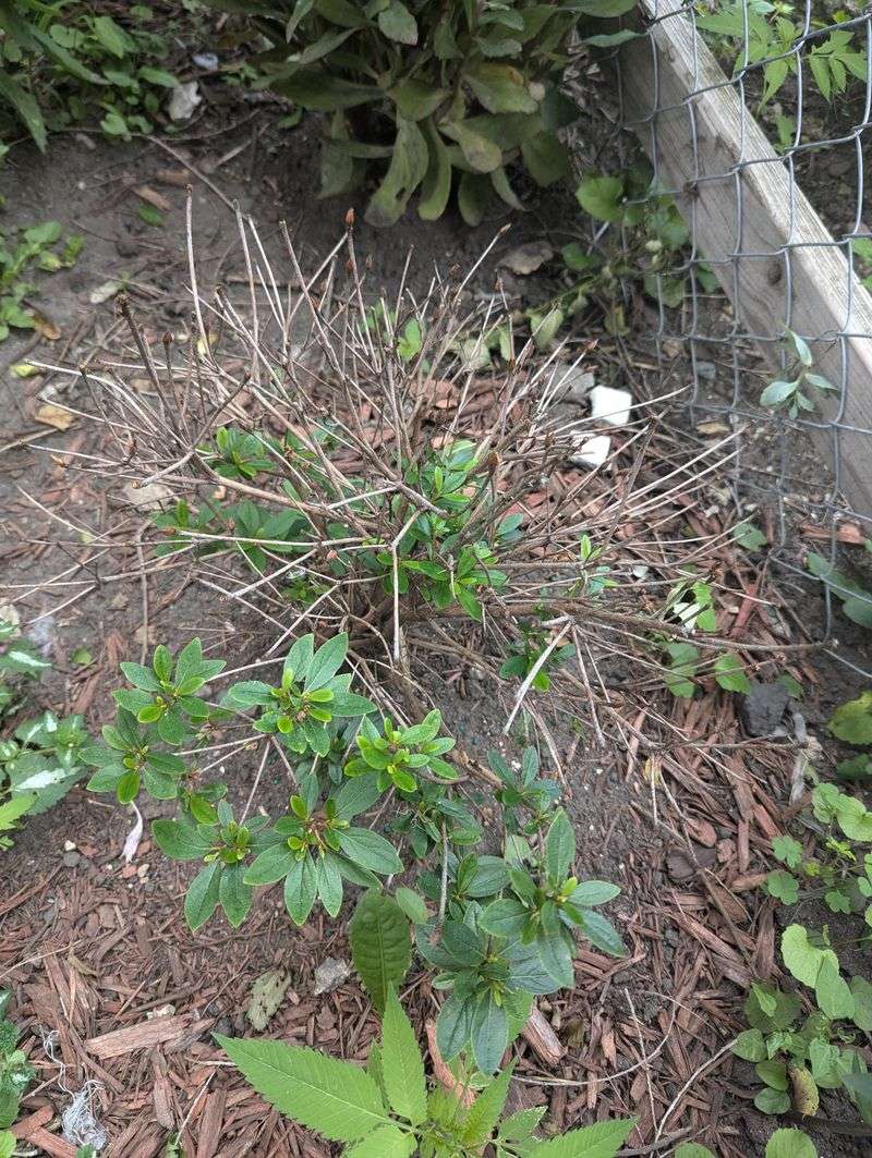 Feed Lightly After Bloom To Restore Strength