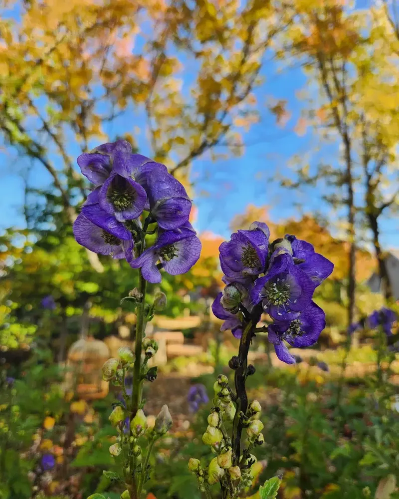 Monkshood Contains Potent Natural Toxins