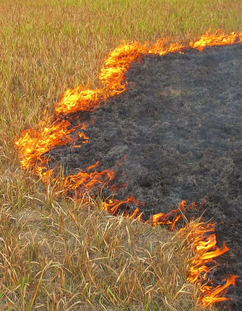 Cogongrass Spreads Fast And Burns Hot