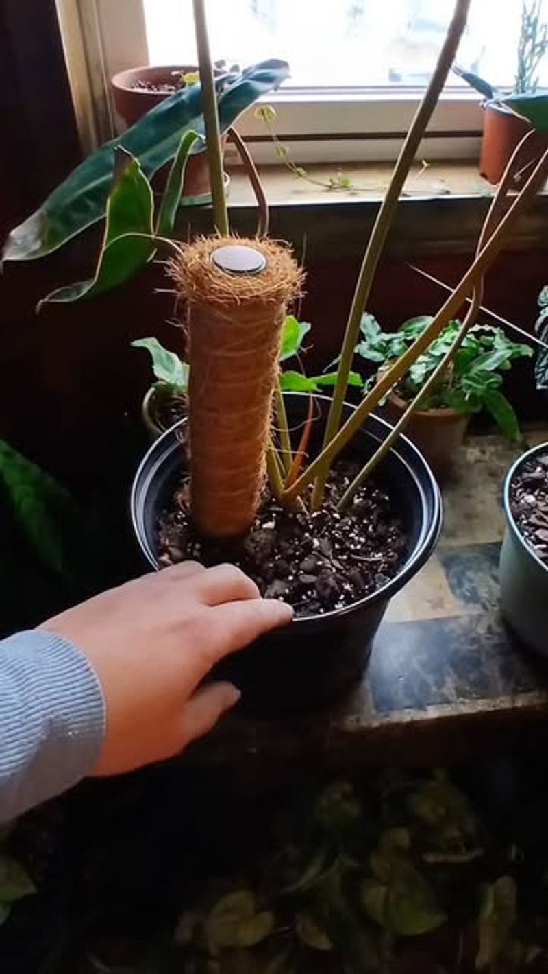 Check Soil Moisture Before Every Watering