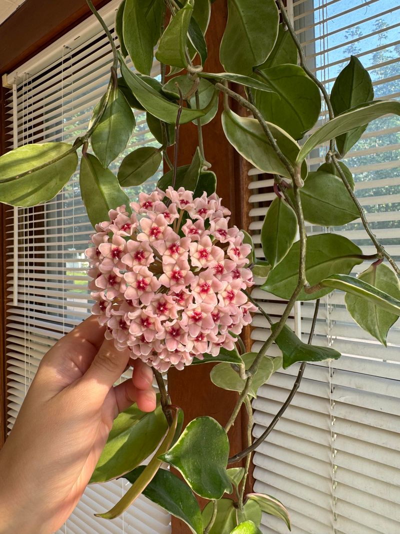 Feed For Flowers, Not Just Leaves