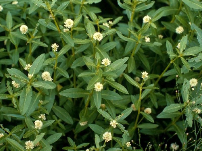 Alligatorweed Invades Land And Water Alike