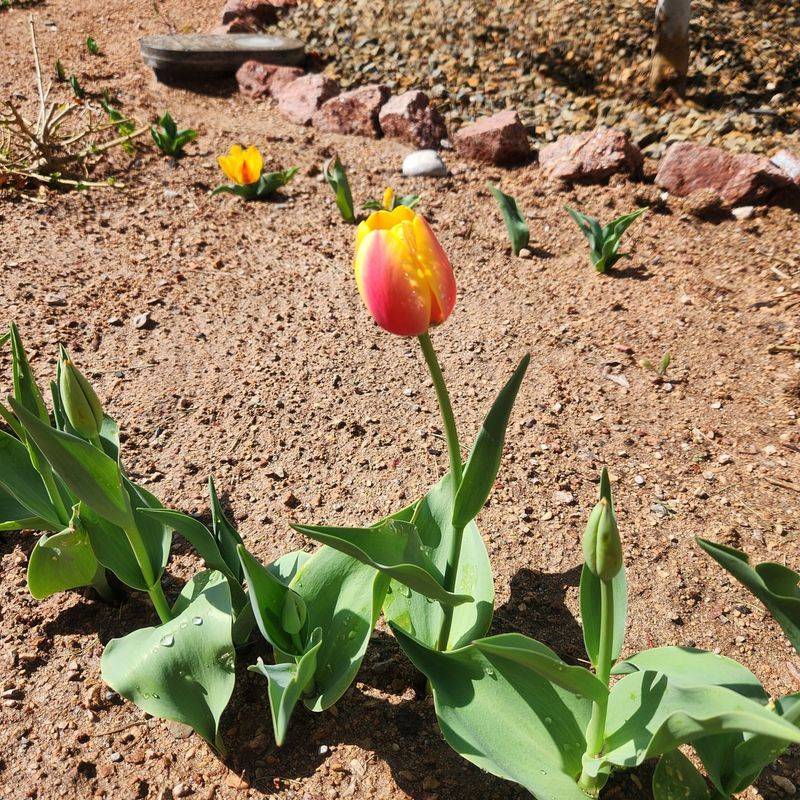 Treat Tulips As Annuals In The Low Desert