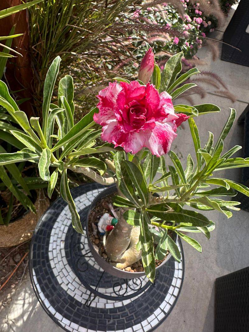 Feed Lightly During Active Indoor Growth Periods