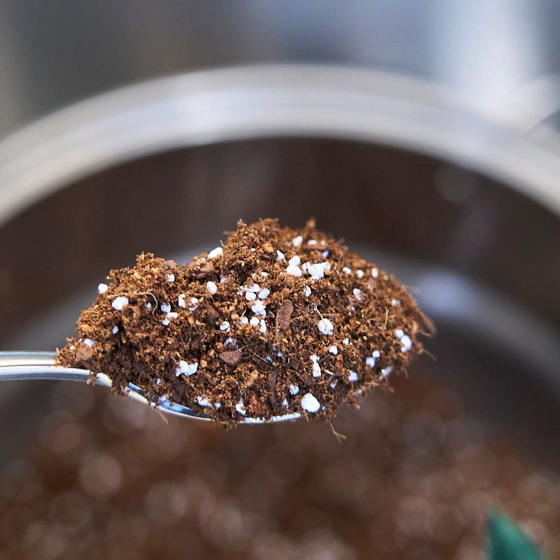 Use Chunky Well-Draining Potting Mix Formulas