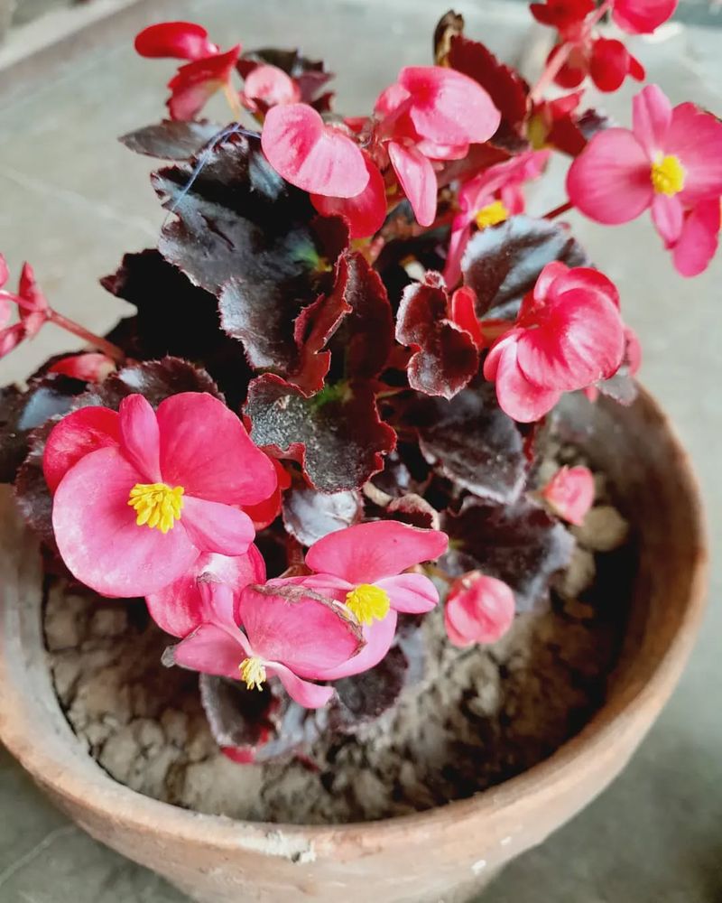 Increase Humidity Without Misting The Leaves