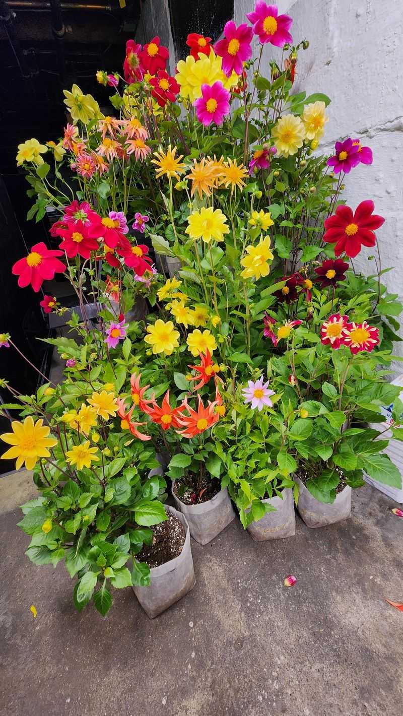 Move Container Dahlias Indoors