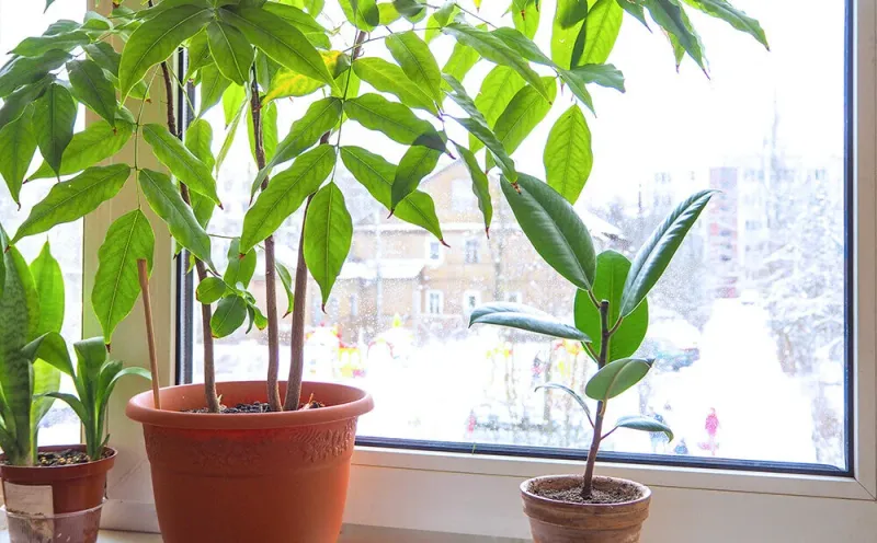 Bring Container Plants Inside Or To Sheltered Spots