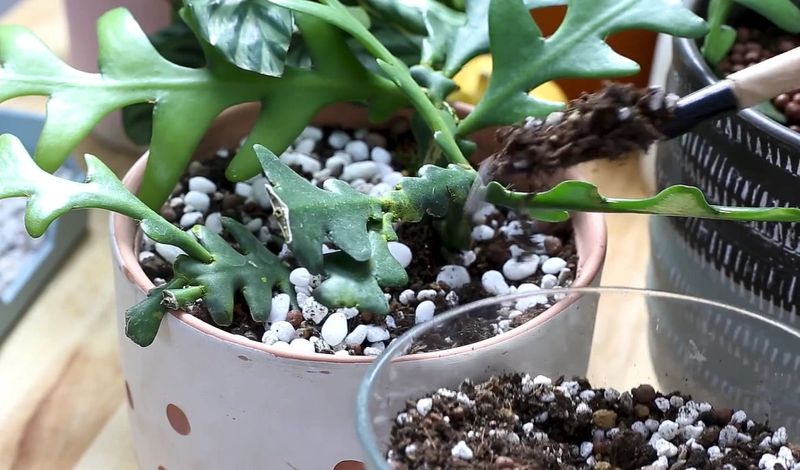 Use Well-Draining Soil Mix