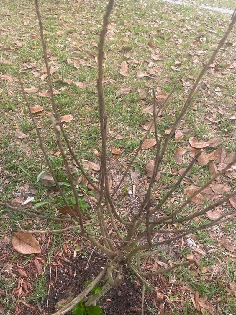 Hold Fertilizer Until You See New Green Growth