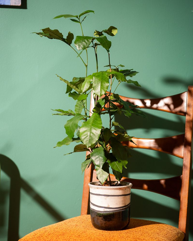 Give Bright Light But Skip Harsh Sun