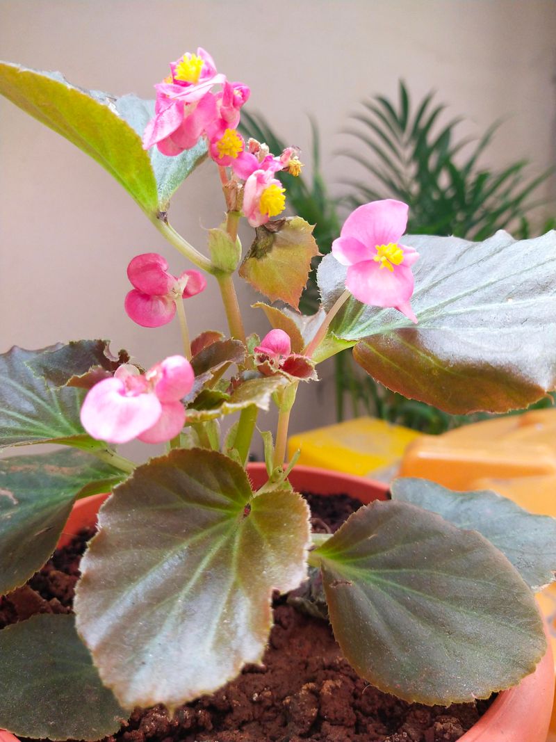 Feed Lightly To Fuel Constant Flowers