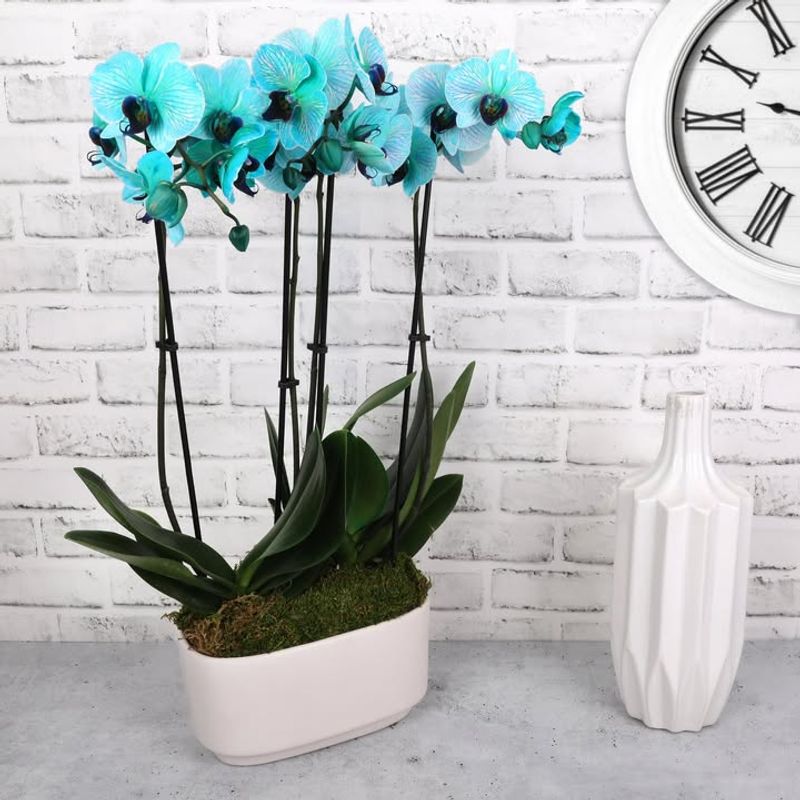 Boost Humidity For Bigger Flowers