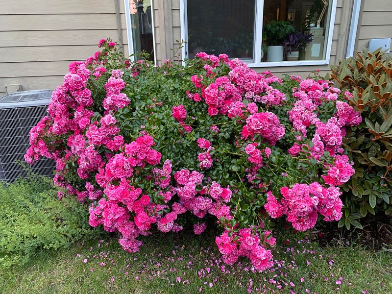 Shape For Better Blooms