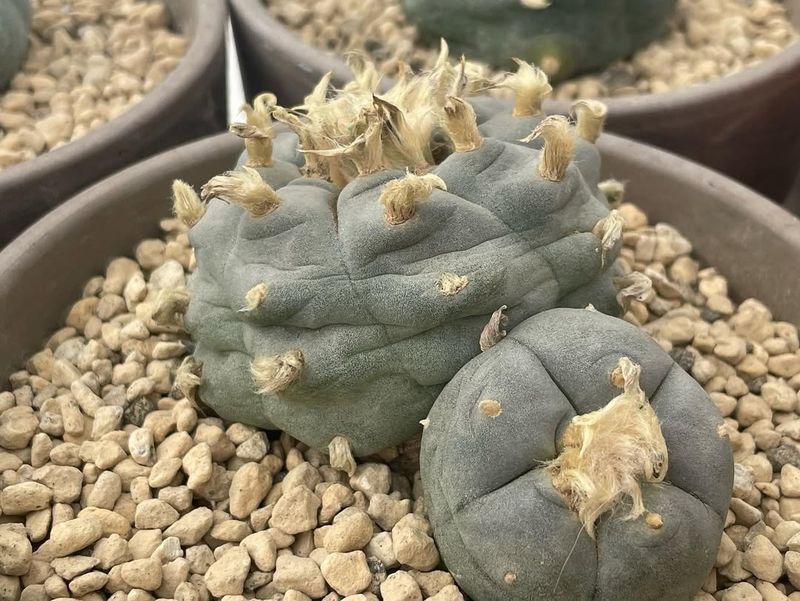 Avoid Fertilizing During Extreme Heat Or Winter Dormancy