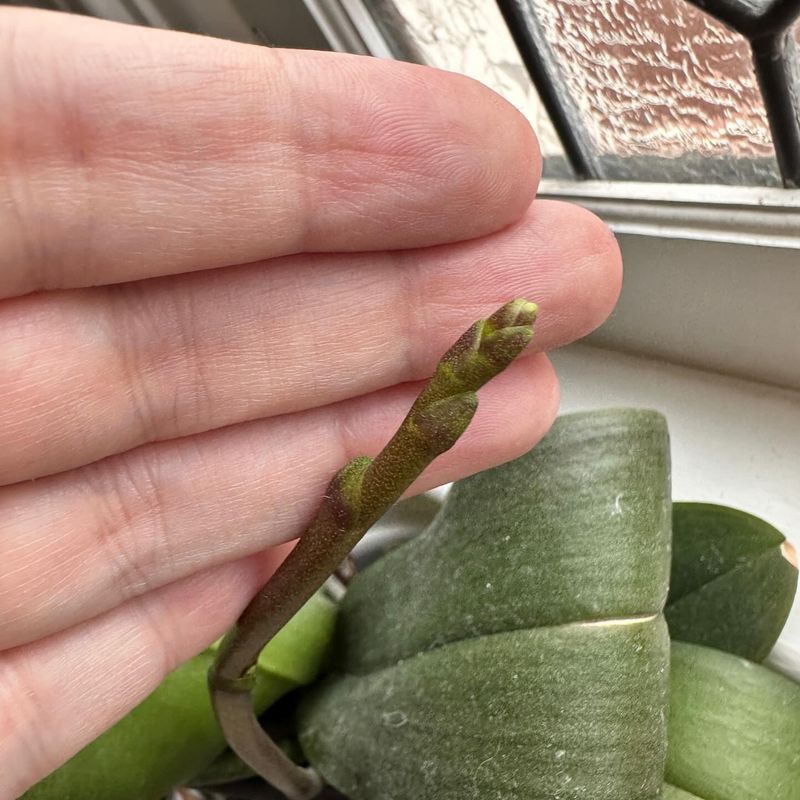 Avoid Fertilizing Until Buds Or New Growth Appear