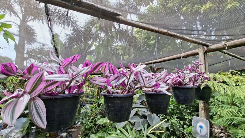 Grow Outdoors Only When Nights Stay Mild