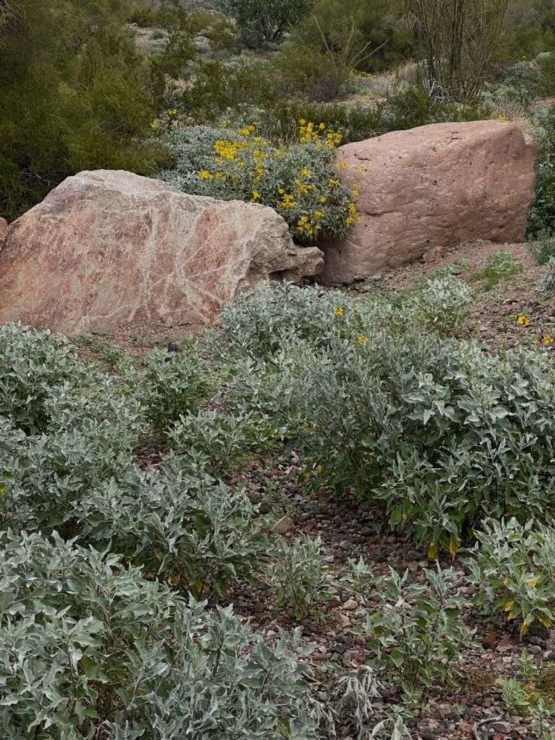 Choosing Arizona Native Plants That Thrive Without Extra Inputs
