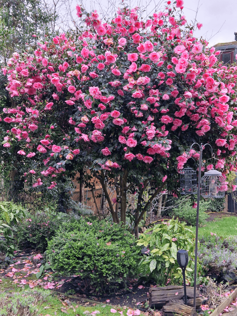 Pruning For Shape And Bloom