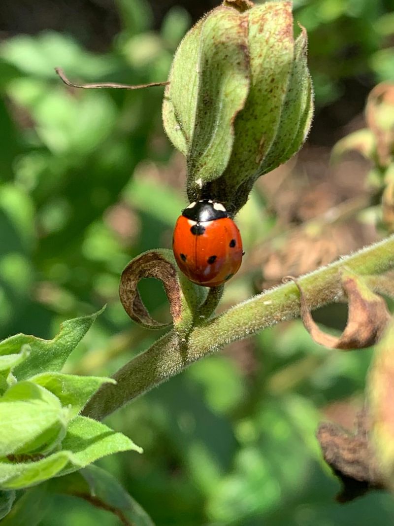 Pests And Diseases Are Still Minimal