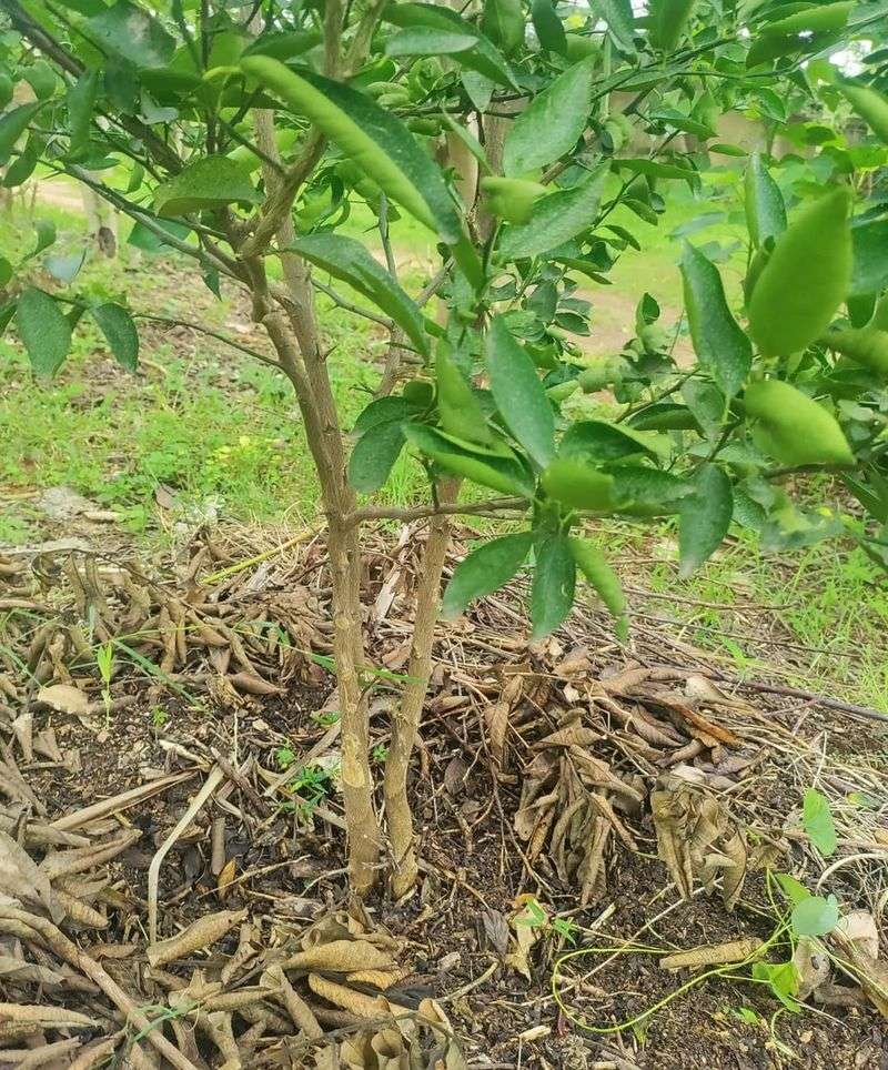 Soil Problems That Block Citrus Tree Recovery
