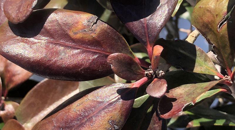 Fertilizing Stressed Plants At The Wrong Time