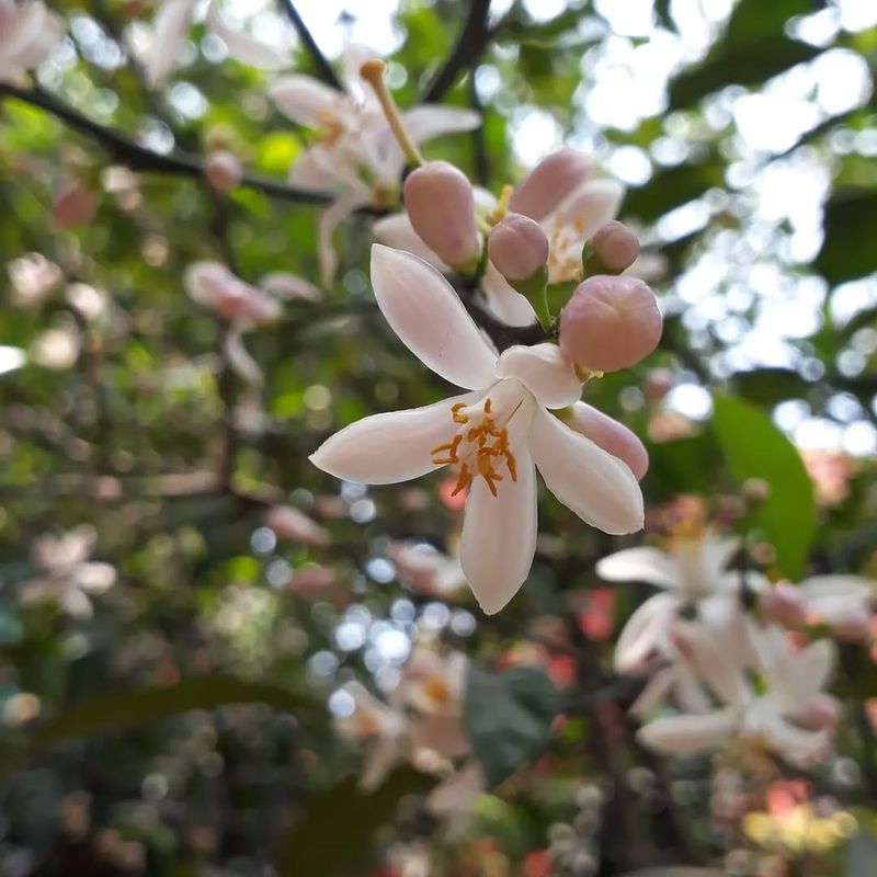 Preparing Citrus Trees For Spring Bloom