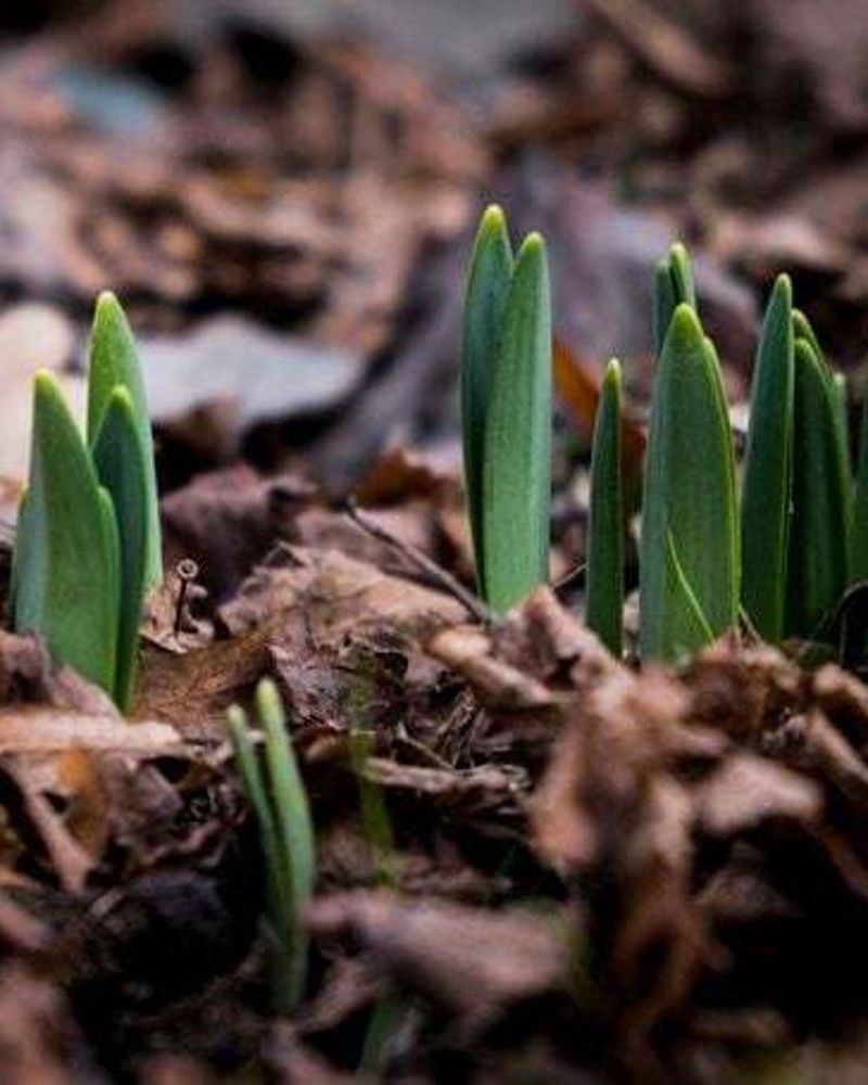 Late Winter Warm Spells Can Trigger Early Growth