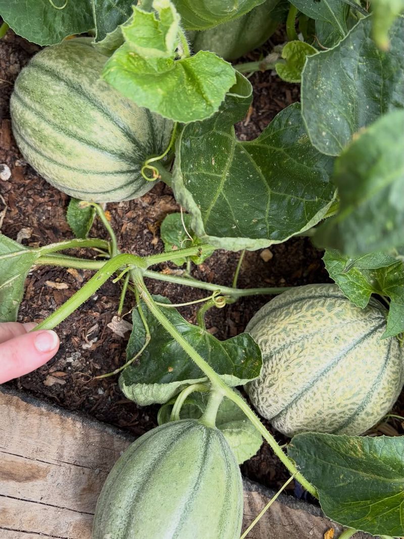 Cantaloupe (Cucumis Melo)