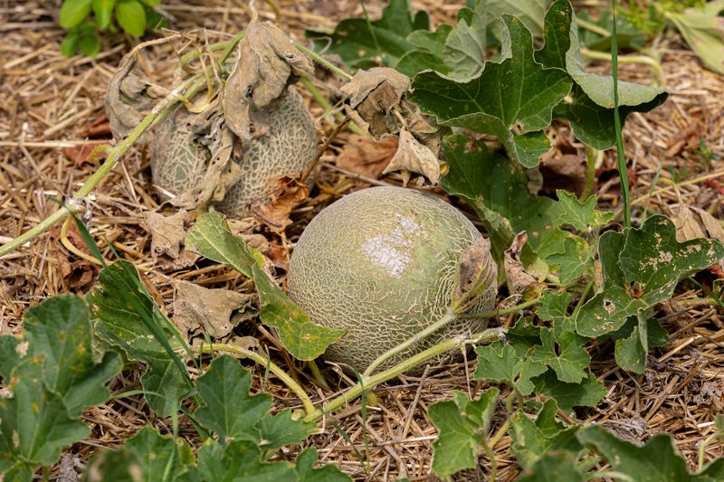 Cantaloupe (Cucumis Melo)