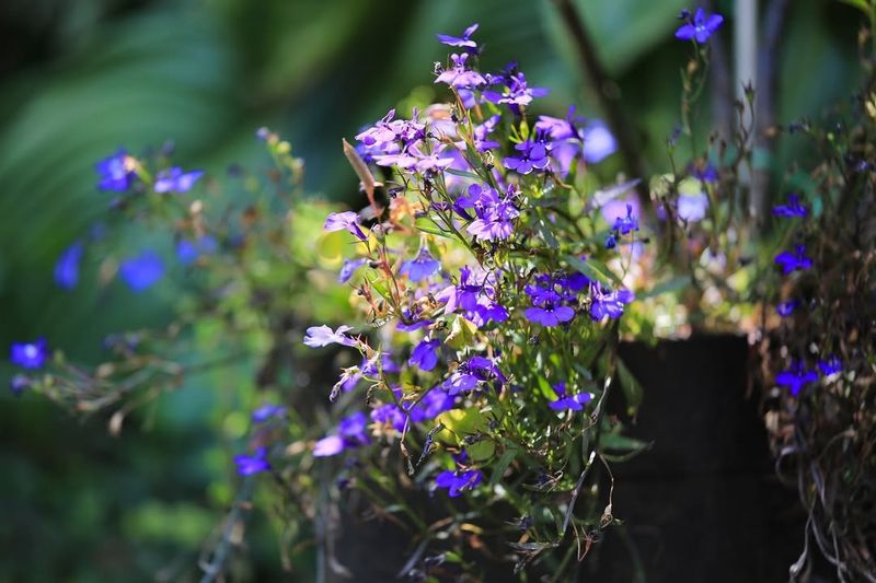 Trailing Lobelia (Lobelia erinus)