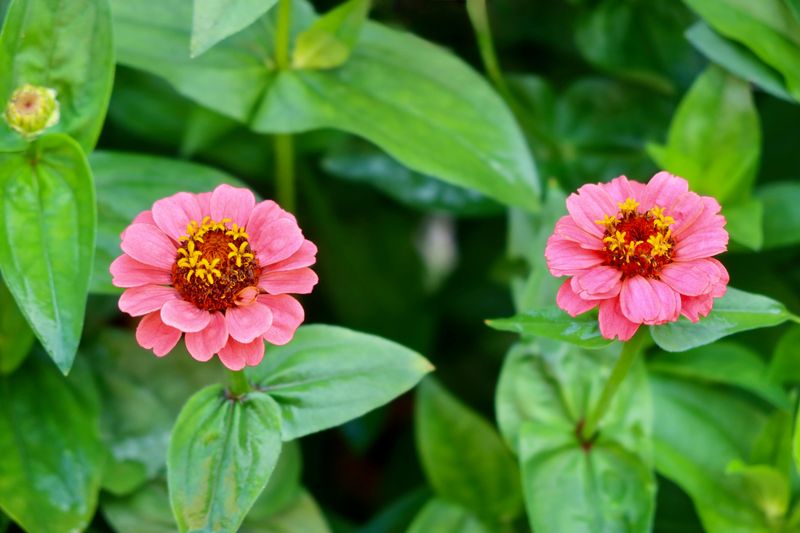 Zinnias Burst With Big Bright Summer Color