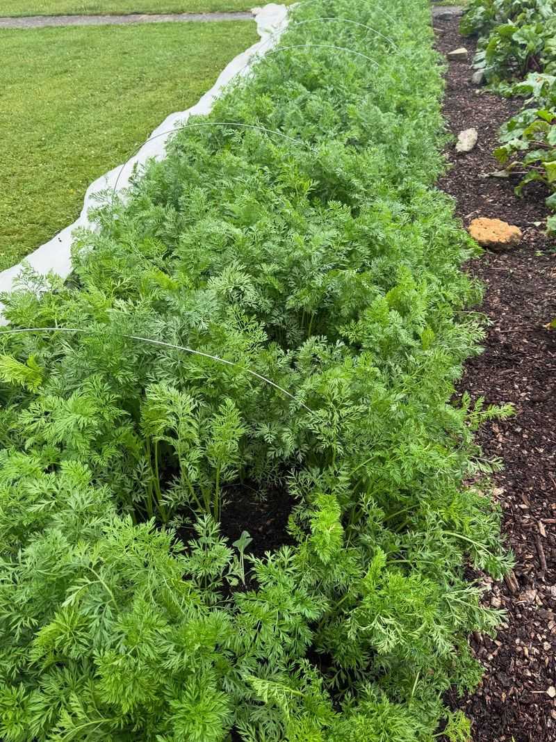 Waning Moon Phases Are Often Chosen For Root Vegetables