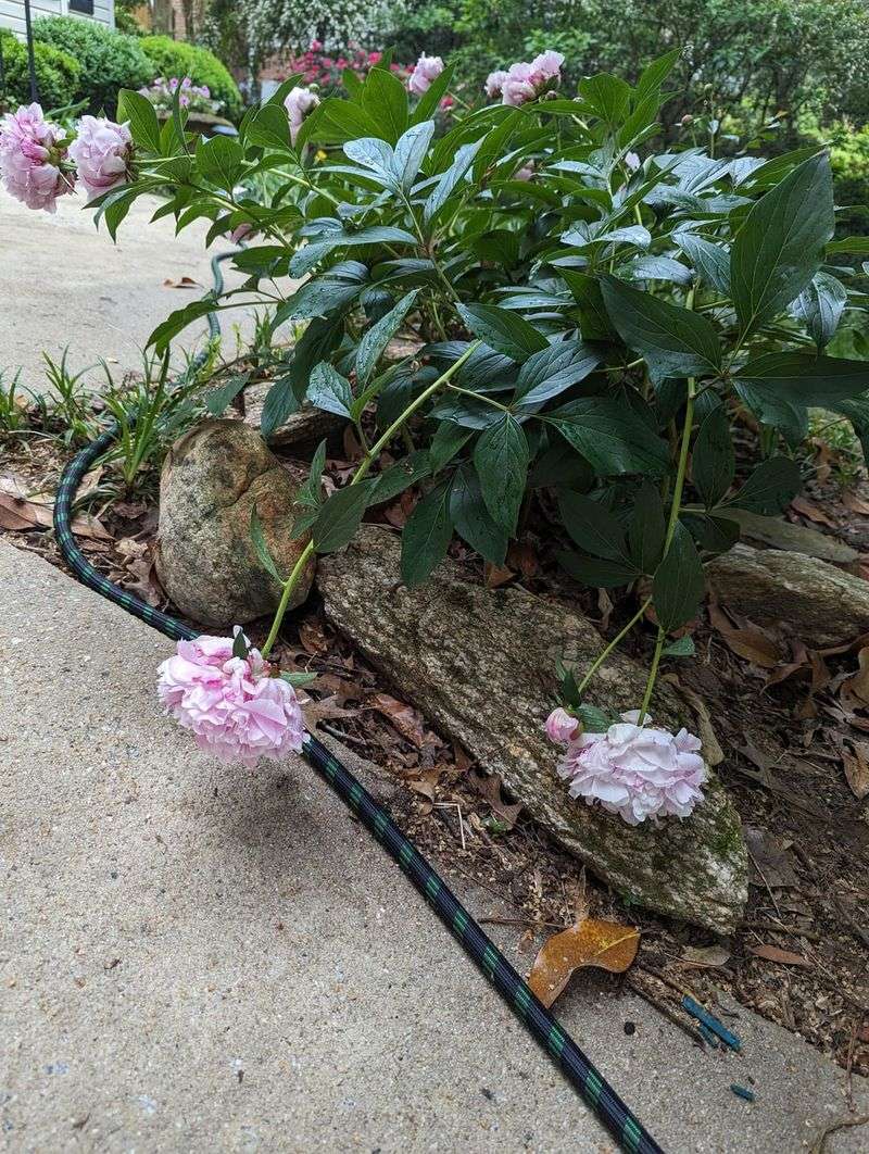 Too Much Shade Leads To Tall Floppy Growth