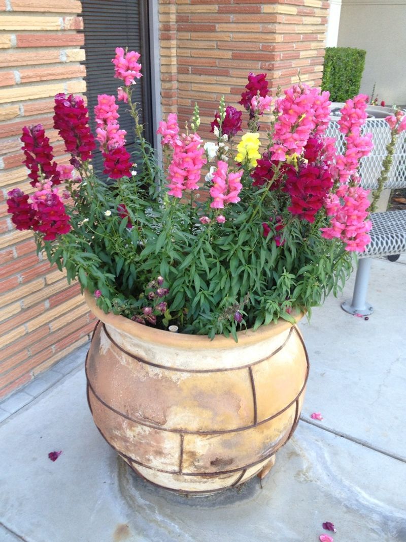 Snapdragons Perform Strongly During Arizona's Cooler Seasons