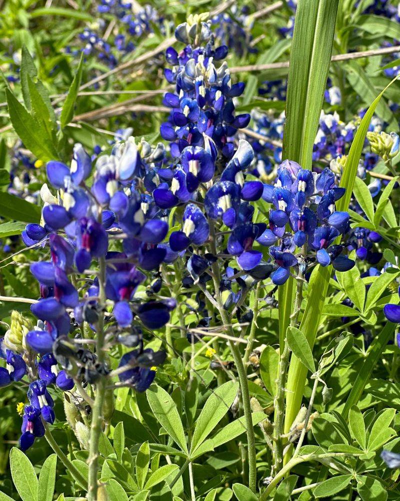 Bloom Density Increases With Proper Cold Exposure