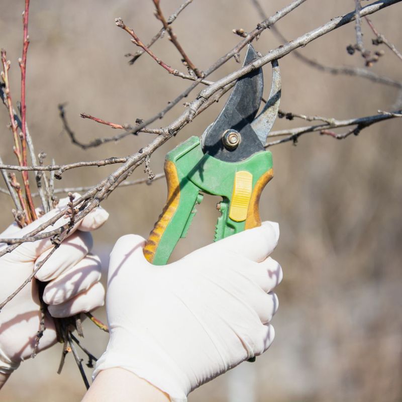 Mild Days Allow Pruning Without Stressing Plants