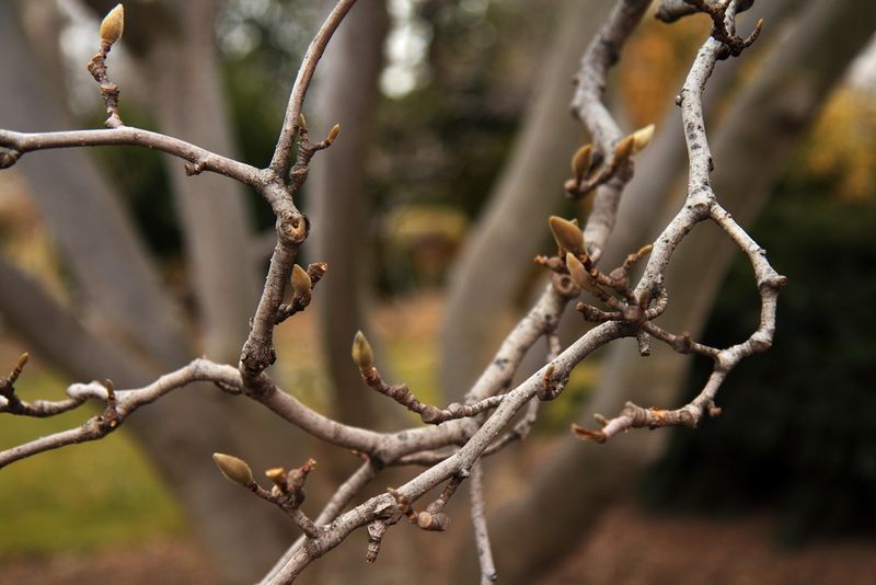 Magnolia (Especially Saucer Magnolia)