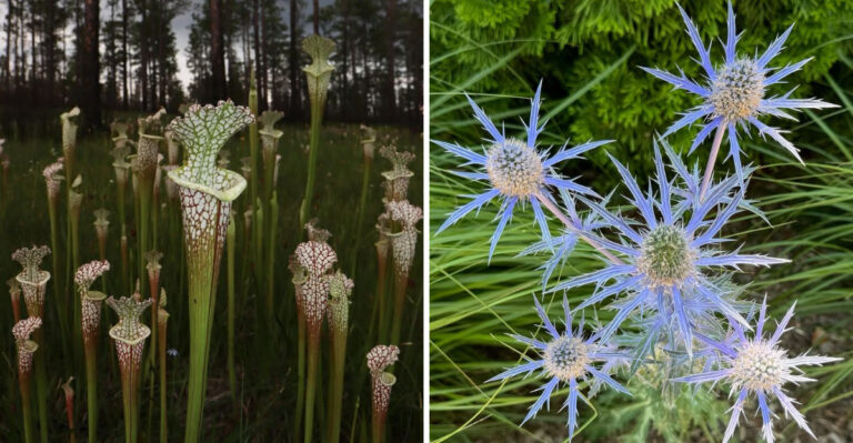 Weird Plants That Actually Grow Well In North Carolina Yards