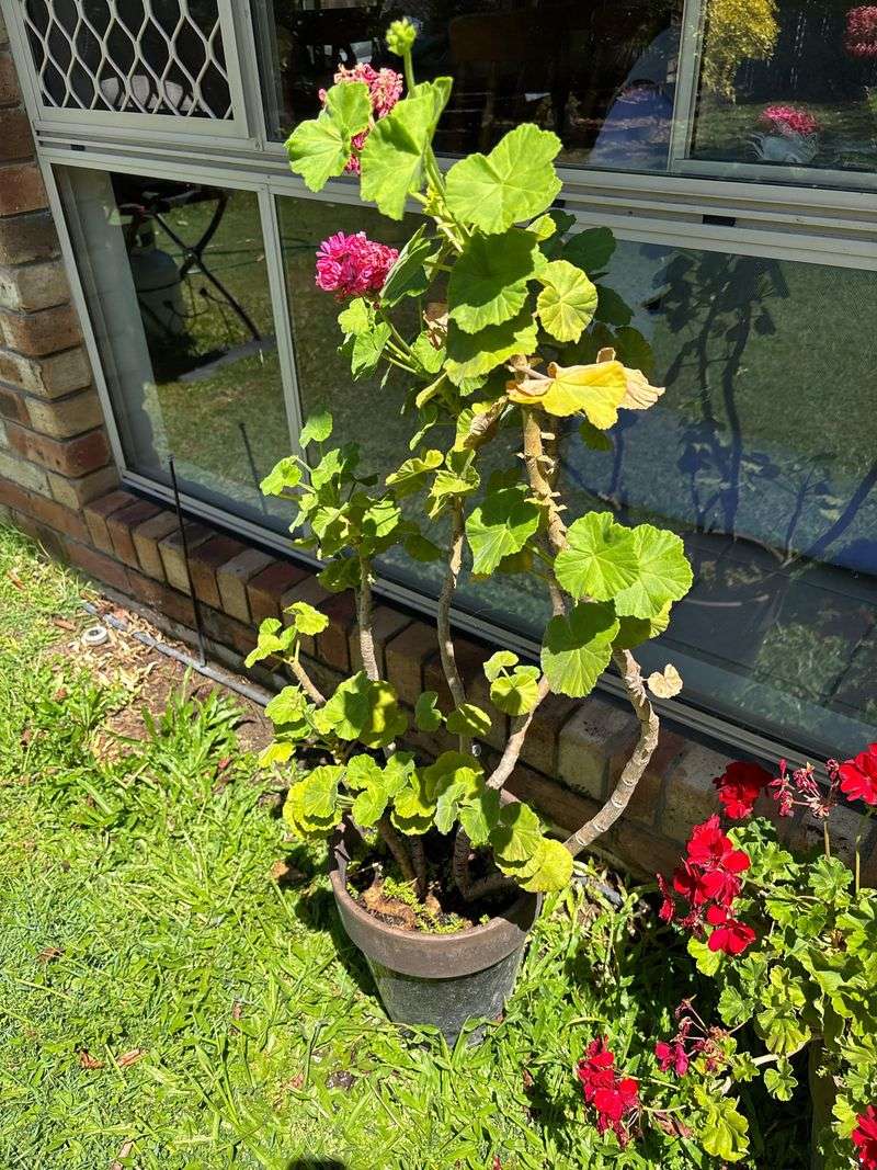 Removing Leggy Growth Redirects Energy To Flowers