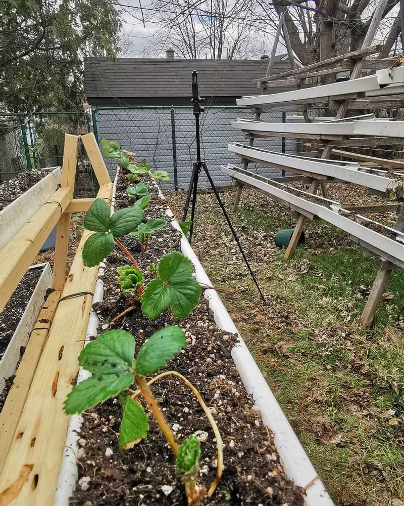 Raised Beds Or Containers Improve Consistency