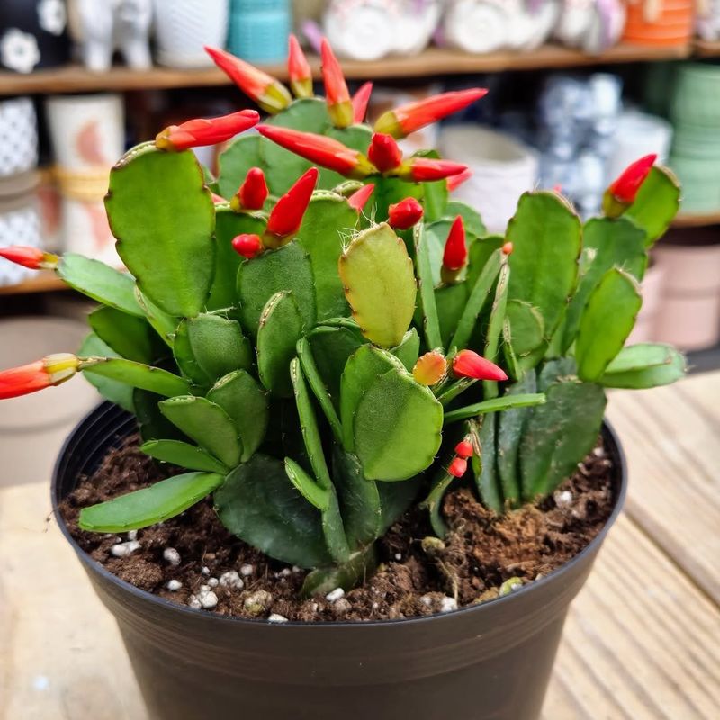 Water Thoroughly But Allow The Top Layer To Dry Slightly