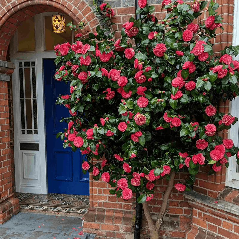 Traditionally Planted Near Homes In Southern Landscapes