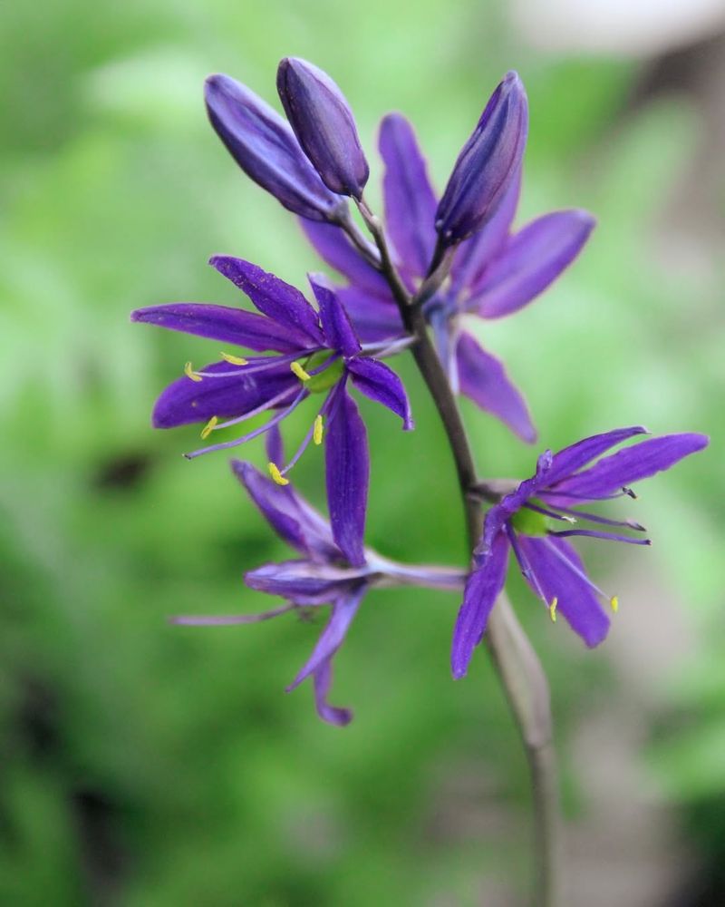Camas (Camassia quamash)